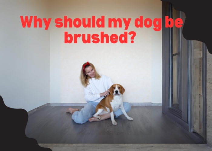 Why should my dog be brushed?