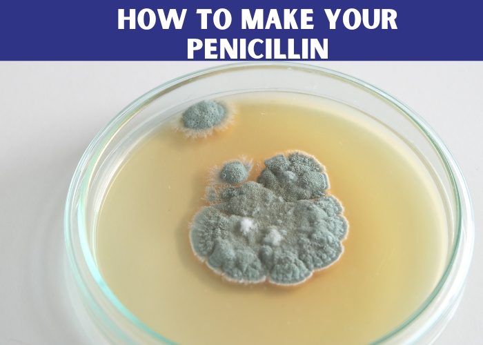 How to Make Your Penicillin