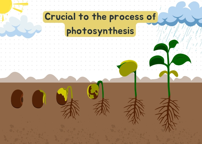 Crucial to the process of photosynthesis