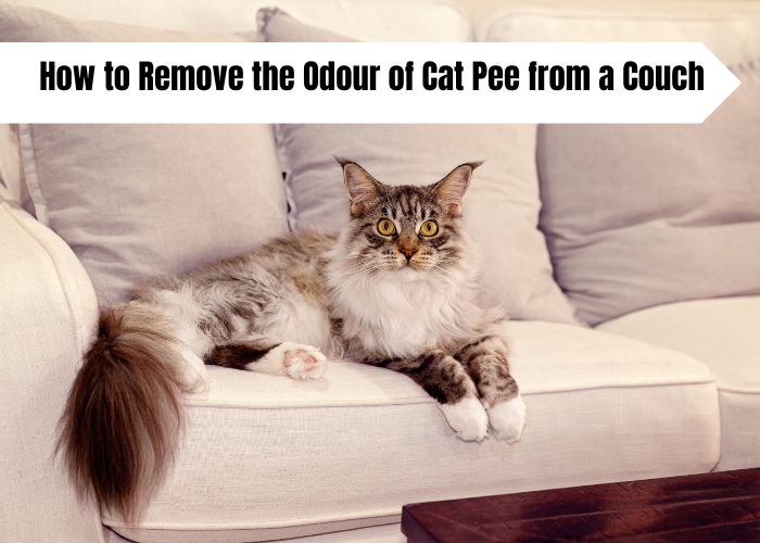 How to Remove the Odour of Cat Pee from a Couch