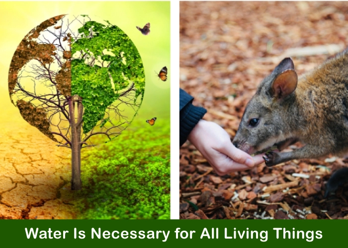 Water Is Necessary for All Living Things