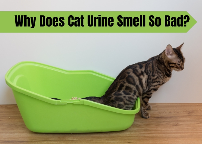 Why Does Cat Urine Smell So Bad?